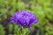 Purple flowers of China annual aster Callistephus chinensis