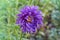 Purple flowers of China annual aster Callistephus chinensis