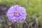 Purple flowers of China annual aster Callistephus chinensis