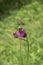 Purple flowers of Cirsium heterophyllum plant