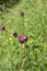 Purple flowers of Cirsium heterophyllum plant