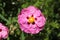 Purple flowers of Cistus purpureus