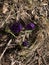 purple flowers closed up, ready to open and bloom SRPING beginnings