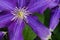 Purple flowers closeup macro image. Floral summer garden background