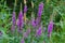 Purple flowers of the common loosestrife, also called Lythrum salicaria or Blutweiderich