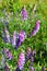 Purple flowers of common vetch (Vicia cracca)