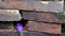 purple flowers in the crack between brick stones
