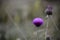 Purple flowers in crimea