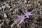 Purple flowers of the crocus. Colchicum stevenii