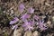 Purple flowers of the crocus. Colchicum stevenii