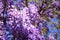 Purple flowers of decorative acacia Robinia hispida plant