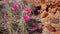 Purple Flowers on Desert Cactus in Big Bend National Park