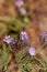 Purple flowers of desert sage Salvia dorrii blooms in the desert