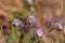 Purple flowers of desert sage Salvia dorrii blooms in the desert