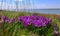 Purple flowers, Endangered steppe plant pygmy iris or dwarf iris (Iris pumila), Red Book of Ukraine