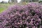 Purple flowers of Erica carnea, or spring heath