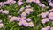 Purple flowers of erigeron