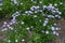 Purple flowers of Erigeron speciosus