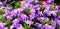 Purple flowers of erinus alpinus blooming in a flower bed.