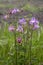 Purple flowers of European columbine Aquilegia vulgaris on background of green grass.