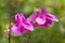 Purple flowers of European columbine Aquilegia vulgaris on blurry background of green grass.