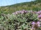 Purple flowers in the field