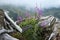 Purple flowers of fireweed near the old big root against the background of misty mountains Chamaenerion angustif