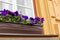 Purple flowers in a flower pot on the ledge of the window of a yellow house