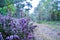 Purple Flowers in Forest