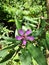 Purple flowers in the garden with blurred green leaves backgrounds. close up. sunlight background