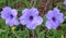 Purple flowers in the garden, closeup