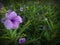 Purple flowers garden gardenflower green holidays natural plant outdoor