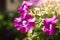 Purple flowers in the garden. Petunia Pretty summer flowers.