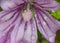 Purple flowers in the garden raindrop wet