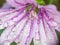 Purple flowers in the garden raindrop wet