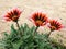 Purple flowers Gazania rigens