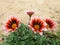 Purple flowers Gazania rigens of the background of sand