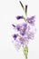 Purple flowers. Gladiolus flower isolated on white background
