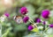 purple flowers (Globe amaranth)