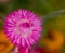 Purple flowers on a green background. The flower is immortelle. Nature.