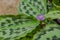 The Purple flowers , green leaves, Annual crops background