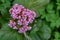 Purple flowers on green leaves background. Top viev. Selective focus. Copy space