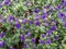 Purple flowers and green leaves of hedge veronica