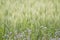 Purple flowers in green wheat field, Bardia, Nepal