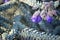 Purple flowers and grey foliage of the Australian native Woolly calyxed Eremophila