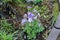 Purple flowers ground cover