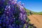 Purple flowers growing along the left side of a popular trail in Marin County with blurred hikers in the background