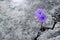 Purple  flowers growing in crack street background