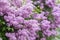 Purple flowers growing on lilac blooming shrub in park.