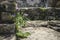 Purple flowers growing in Maya temple ruin palace, Palanque, Chiapas, Mexico